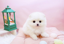 미유펫대구 강아지분양고양이분양 도그플러스동물병원