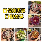 엉터리다육맘농원
