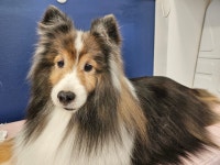 올리스24 일산백석점