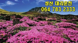 성산대리운전