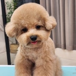 펫오션