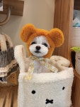 펫지살롱
