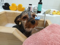 펫지살롱