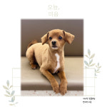 위드펫동물병원