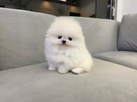 빼로독 의정부본점