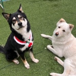 프로네앞마당 애견카페 & 애견유치원