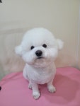 깔끔하개