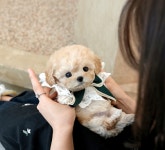 미유펫 강아지고양이 구미점