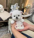 지니퍼피 의정부 애견샵