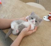 미유펫 강아지고양이 구미점