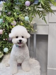 애견미용 Salon 티엔독