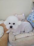 깔끔하개