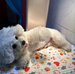 댕스럽개 애견유치원&애견호텔