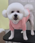 아토 강아지미용실