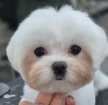 아토 강아지미용실