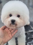 아토 강아지미용실
