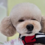 아토 강아지미용실