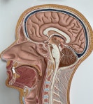 전유전만년설한의원