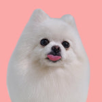 허니비 펫살롱