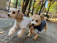 마인드몽 애견유치원/애견호텔/애견미용/데이케어