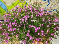 김태화부동산당진힐스테이트공인중개사사무소