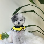 위드독 WITH DOG