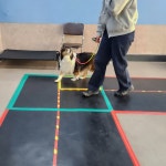 하울애견유치원