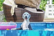 파트라슈애견펜션