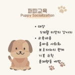 엠아이티도그