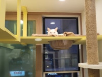 장화신은 고양이 호텔&미용실