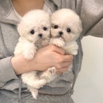 퍼피에몽 강아지분양 시흥점