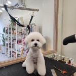 위드독 WITH DOG