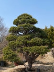 늘푸른식물원