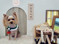 개예쁨주의