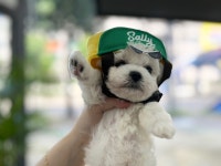 야옹아멍멍해봐 계림점