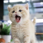 고양이분양 전문 달루나캣츠 왕십리점