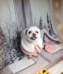 강아지집미용실