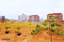 서해꽃조경잔디농장