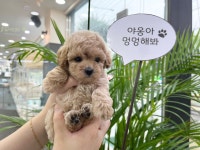 야옹아멍멍해봐 계림점