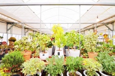 서해꽃조경잔디농장