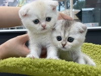 야옹아멍멍해봐 계림점