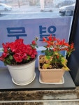 산뱅이국수