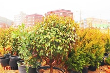 서해꽃조경잔디농장