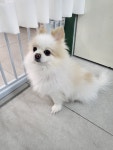 프리멍샵애견미용