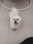 쁘띠르시앙