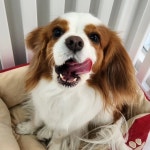 우리몽