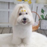 요요펫살롱