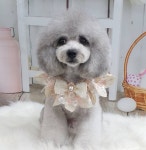 요요펫살롱