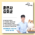 스테이영 애견유치원 강아지유치원 애견호텔