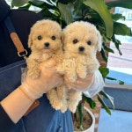 대전 강아지분양 고양이분양 퍼피댕 안심분양소 대전본점